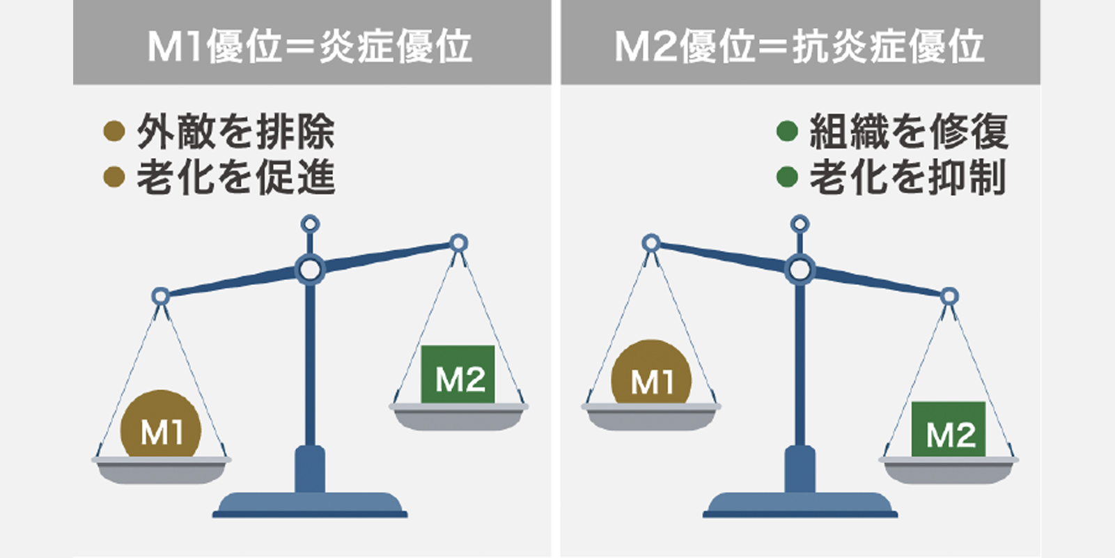 M1／M2マクロファージの役割