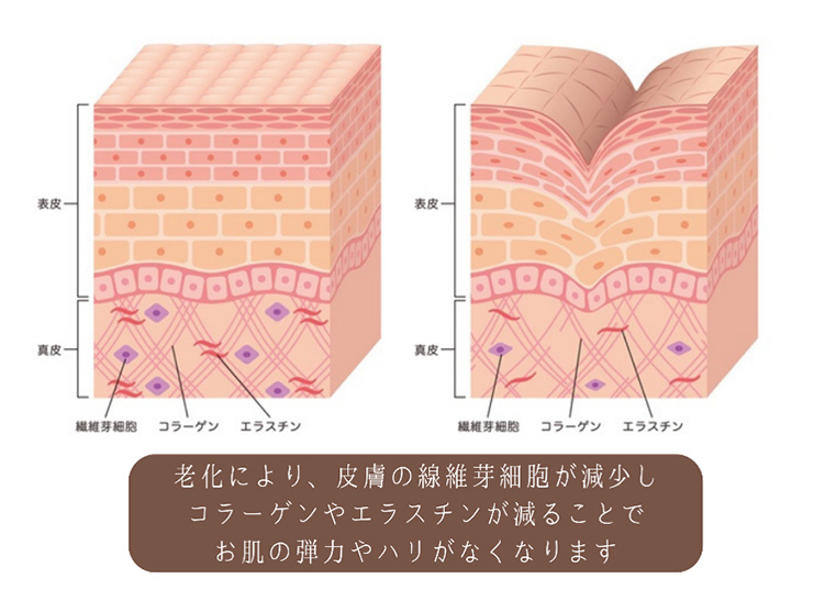 スネコスの主成分