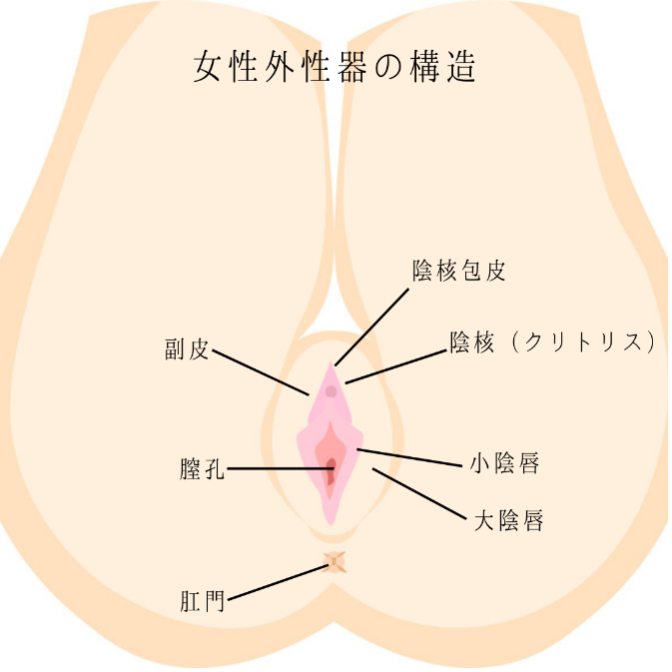 女性外性器の構造